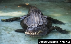Muja, with his amputated front right foot visible