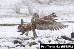 A hawk attempts to catch a hare during the competition.