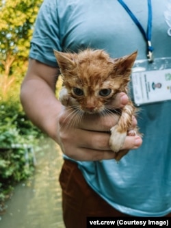 Leonid Stoyanov holds a rescued kitten in Kherson on June 6.