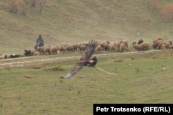A shepherd tending sheep while riding a horse is watching with his eyes as an eagle soars in the air during the competition.