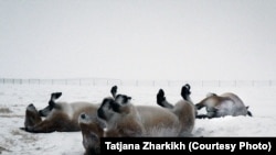 The horses rolling in the snow at a field in the Orenburg reserves, a cluster of six nature reserves near the border with Kazakhstan.