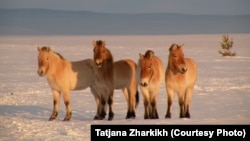 Przewalski's horses on the steppe in Russia's Orenburg reserves.