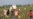 Uzbek Cotton Fair Nets $550 Million