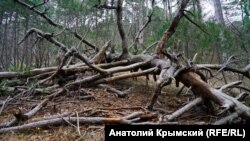 Лес. Архивное фото