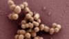 First Artificial Living Cell Developed