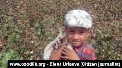 In Uzbekistan, people of all ages and professions are regularly ordered to contribute to the harvest effort. Although compulsory labor for anyone under 18 is officially banned, school-age children were seen working in the fields alongside adults, including pensioners. Medical students and doctors were also ordered to pick cotton, leaving some clinics closed to patients. (RFE/RL's Uzbek Service)