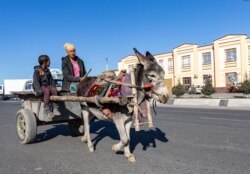 A donkey-drawn wagon in Samarkand