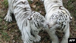 A pair of white Tigers walk in the Zoological Gardens in Colombo, Sri Lanka.